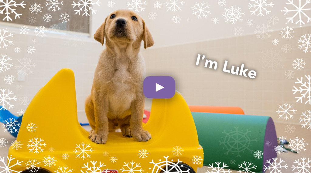 Luke | Sponsor a Puppy Thumbnail