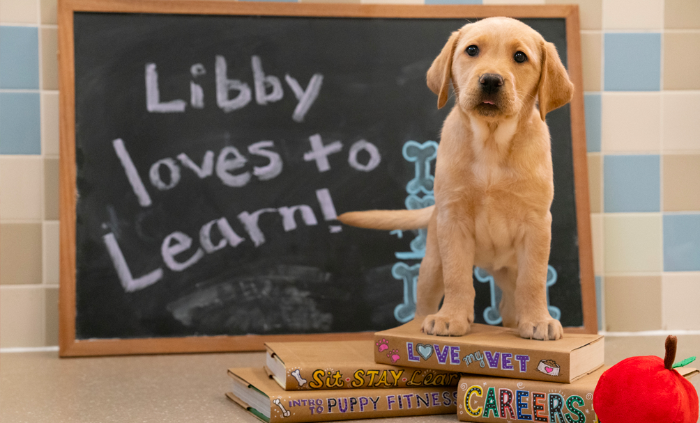 A yellow lab puppy stands with her front two paws on a pile of puppy themed textbooks. A chalkboard in the background reads, "Libby Loves to Learn!"