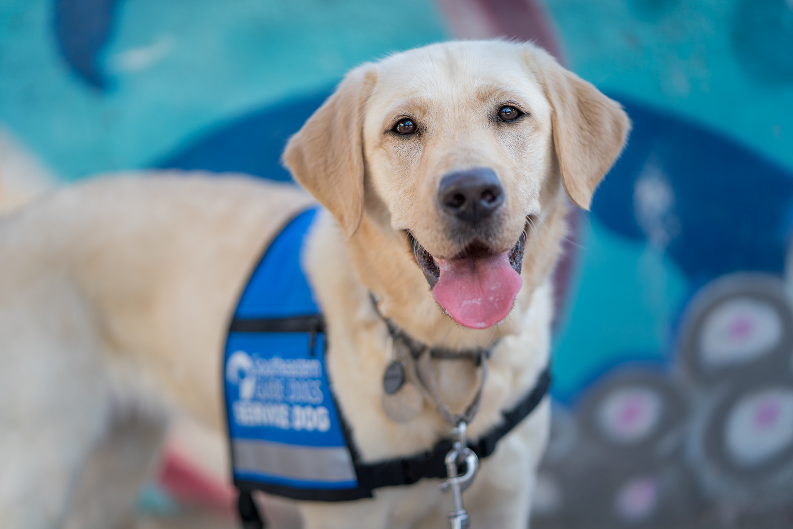 Free service dog for veterans sales near me