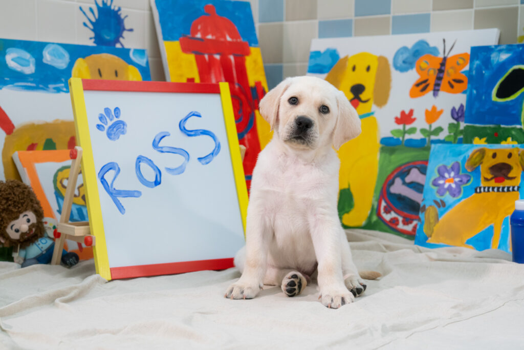 A yellow lab puppy sits with his head tilted slightly to the left in front of a gallery of childlike paintings. A whiteboard with blue paint reads, "Ross."