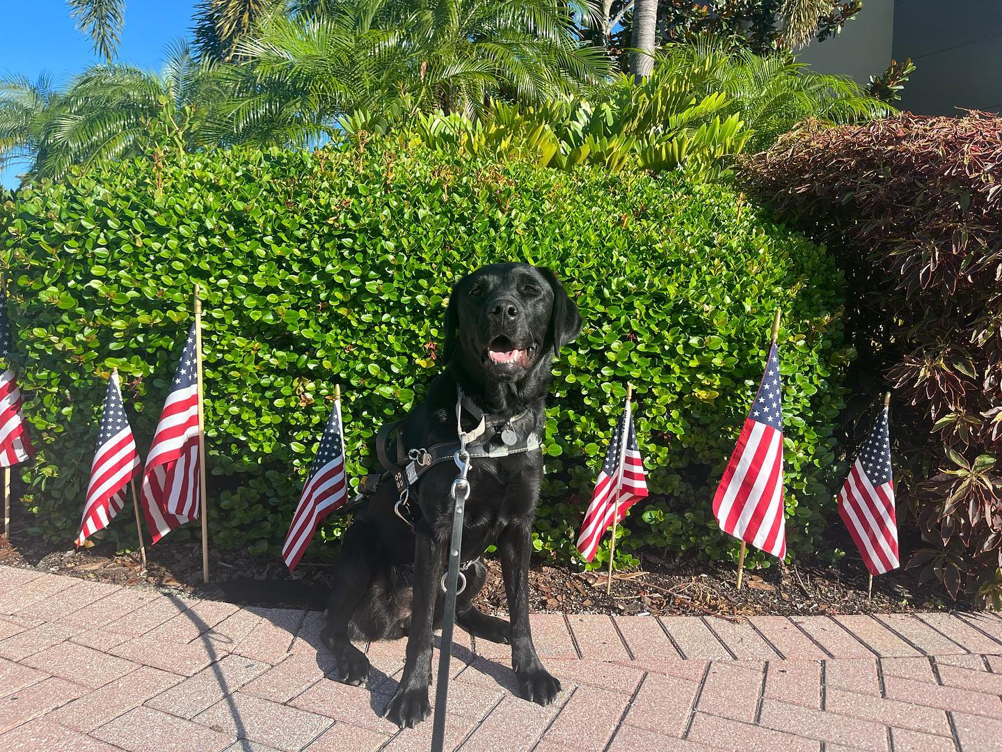 A black lab in a guide dog harness sits in front of a line of American Flags in a garden.