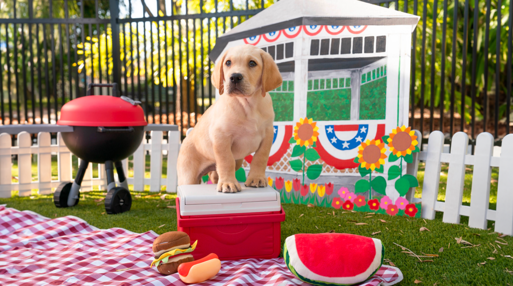 A small yellow lab puppy stands with his front two paws up on a small cooler in front of a decretive outdoor area.