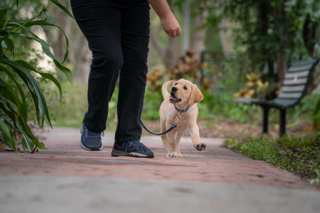 A young puppy looks up as a woman treats it as she teaches the puppy its name 