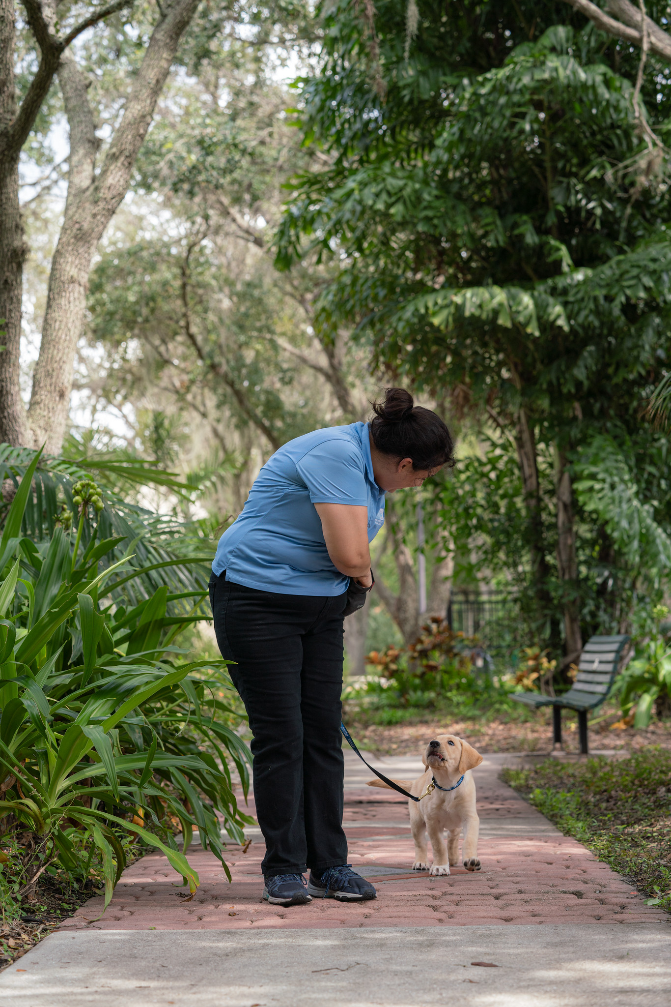 A woman walks a small yellow lab puppy down a brick path surrounded by lush green trees. 