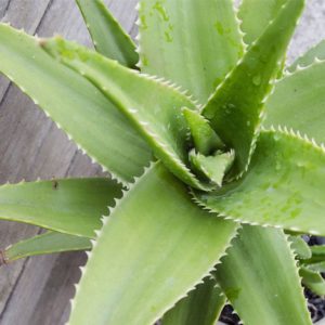 Aloe vera plant | toxic houseplant to dogs