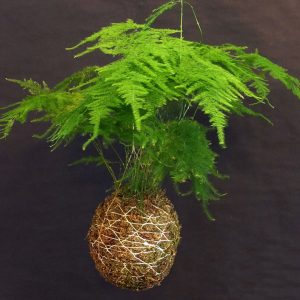 Asparagus plumosa | Toxic Houseplants to dogs