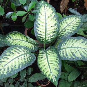 Dieffenbachia | Toxic Houseplants to dogs