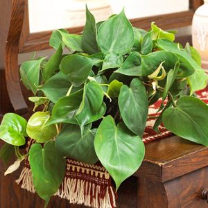 Philodendron | Toxic Houseplants to dogs