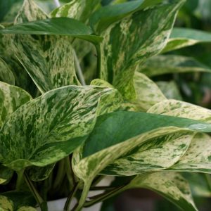 Pothos | Toxic Houseplants to dogs