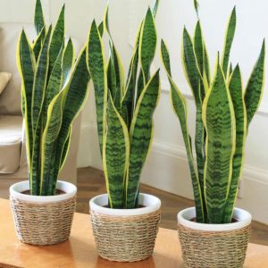 Sansevieria | Toxic Houseplants to dogs