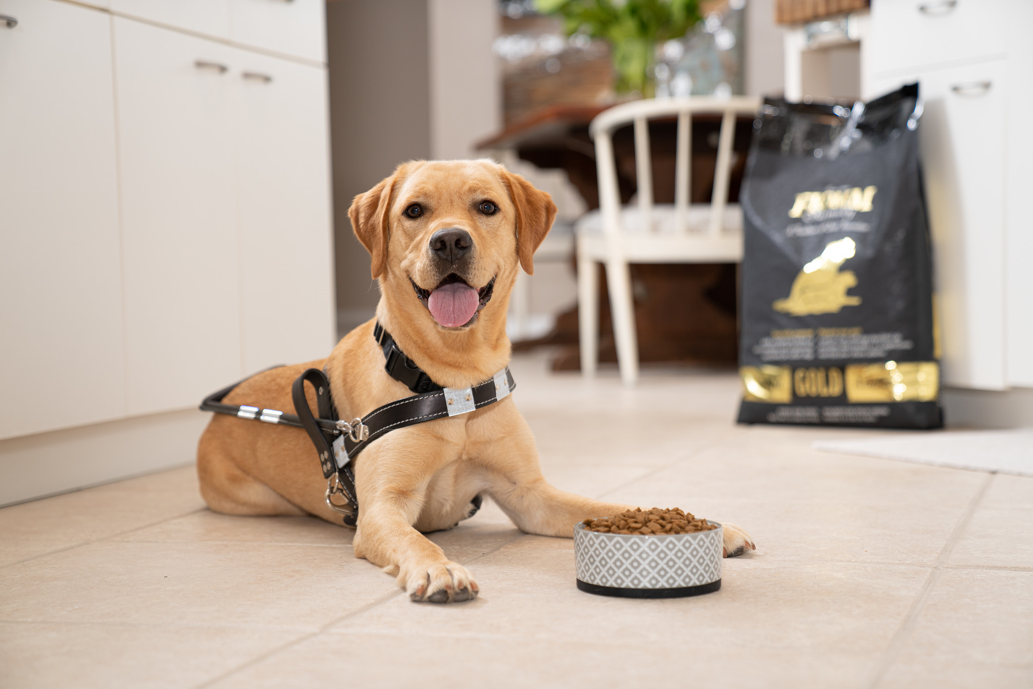 A yellow lab in a guide dog harness lays next to a bowl of Fromm dog food