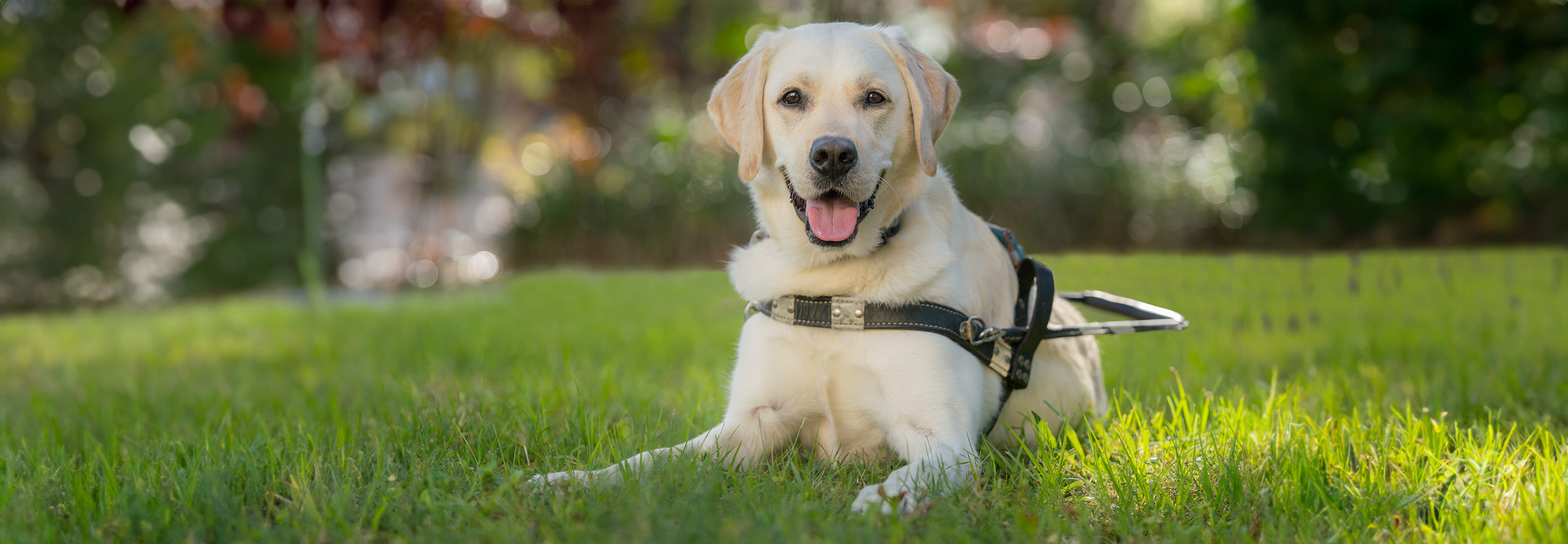 Service Dog Access: Know the Rules and Your Rights - Southeastern Guide Dogs  Inc