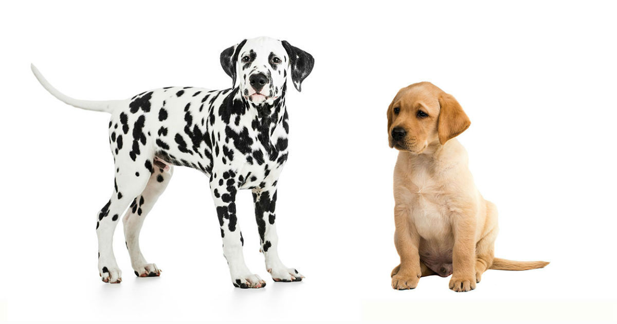 A single-coated dalmation stands next to a double-coated Labrador retriever.