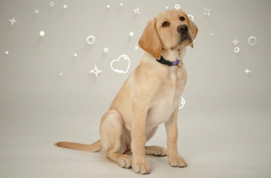 A yellow Labrador puppy sits with bubbles blowing in the background.