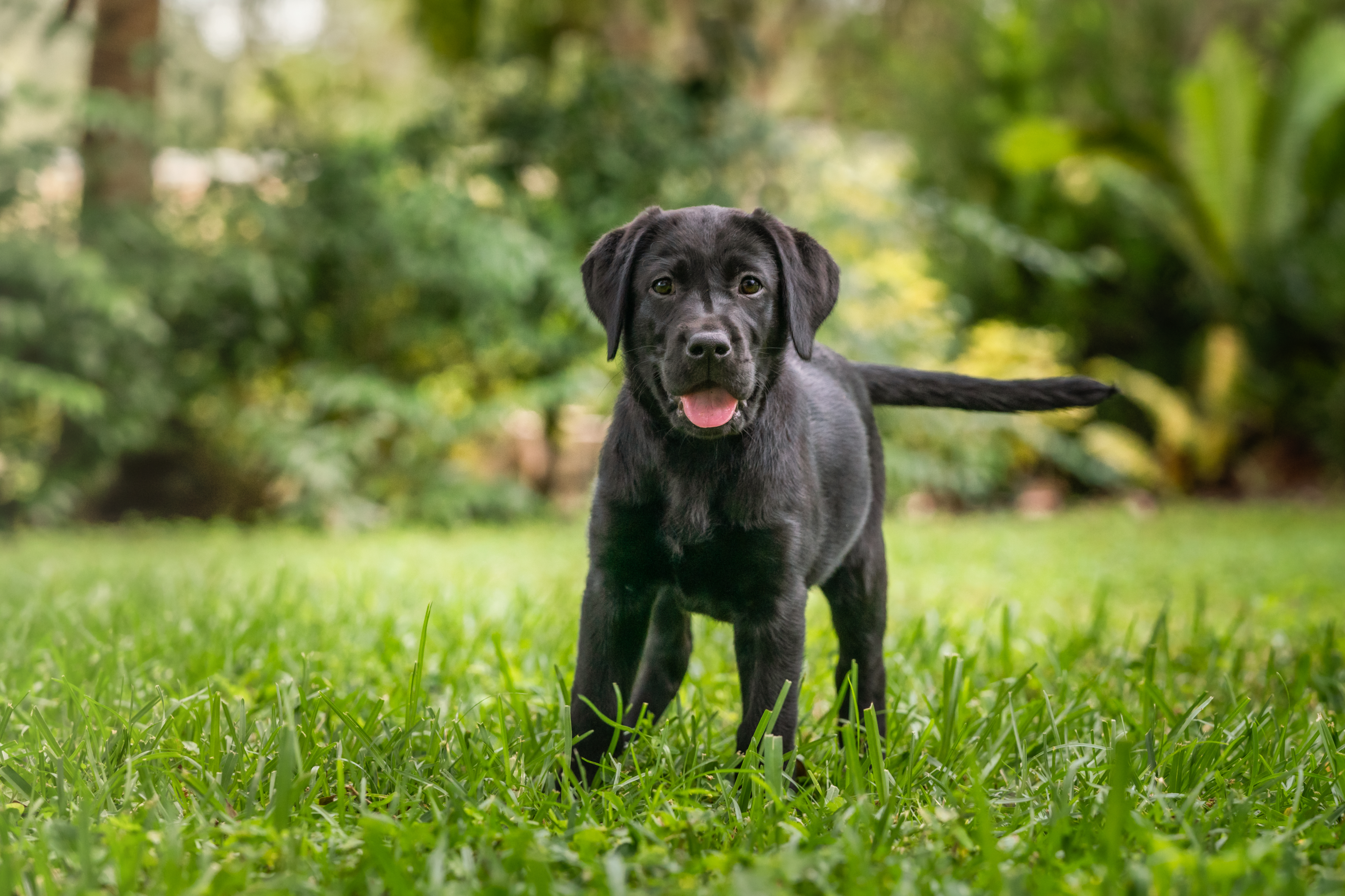 A puppy in a backyard learning to respond to the Busy Busy cue.