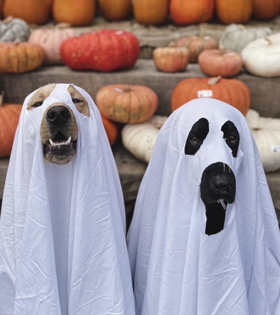 One yellow Labrador and one black Labrador in ghost costumes sitting in a pumpkin patch