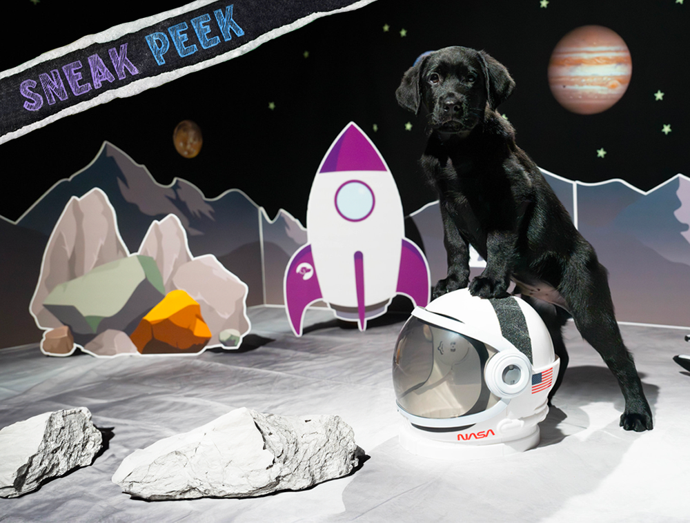 A black Labrador puppy standing with his front paws on a NASA helmet