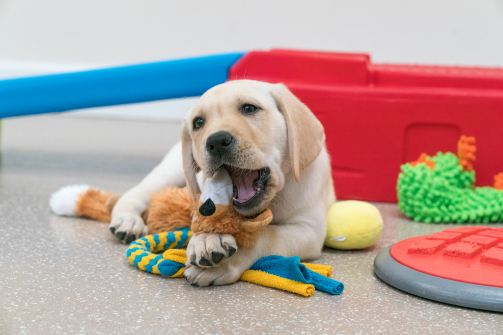 A yellow Labrador puppy chewing on a toy.