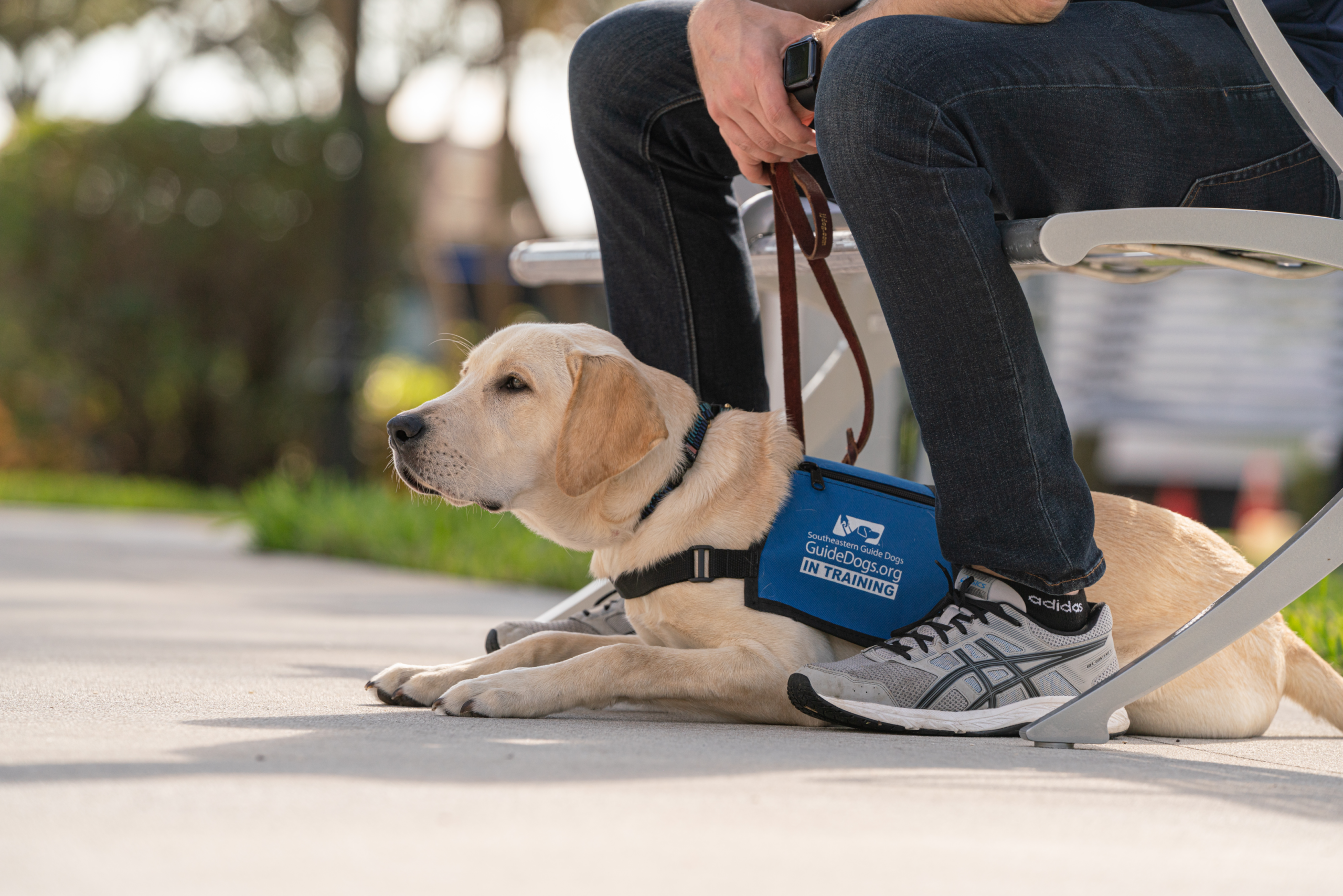 A puppy in training performing the Down/Under cue in a public space.