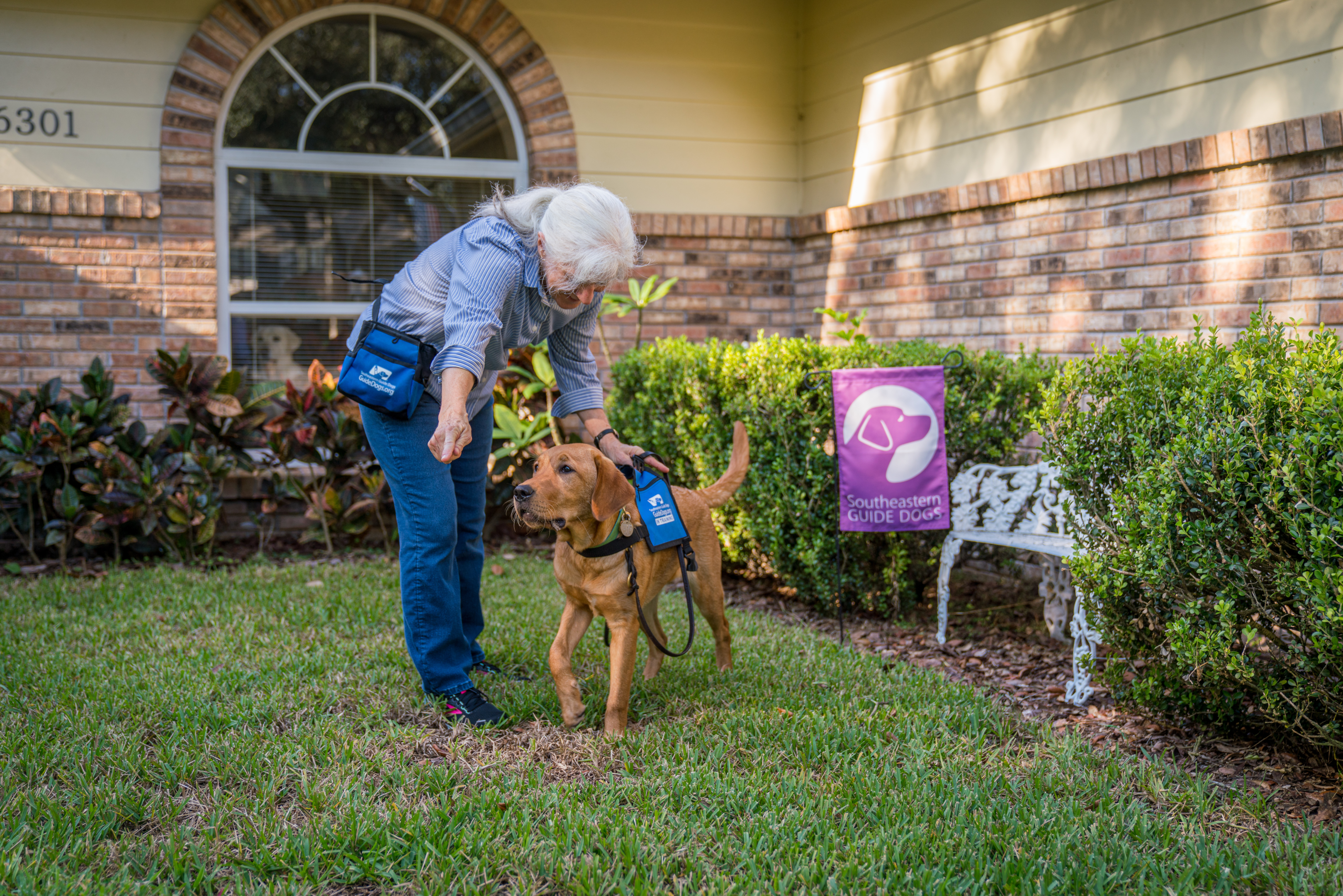 A Southeastern Guide Dog volunteer puppy raiser training the Harness On cue to a young Labrador at their home.