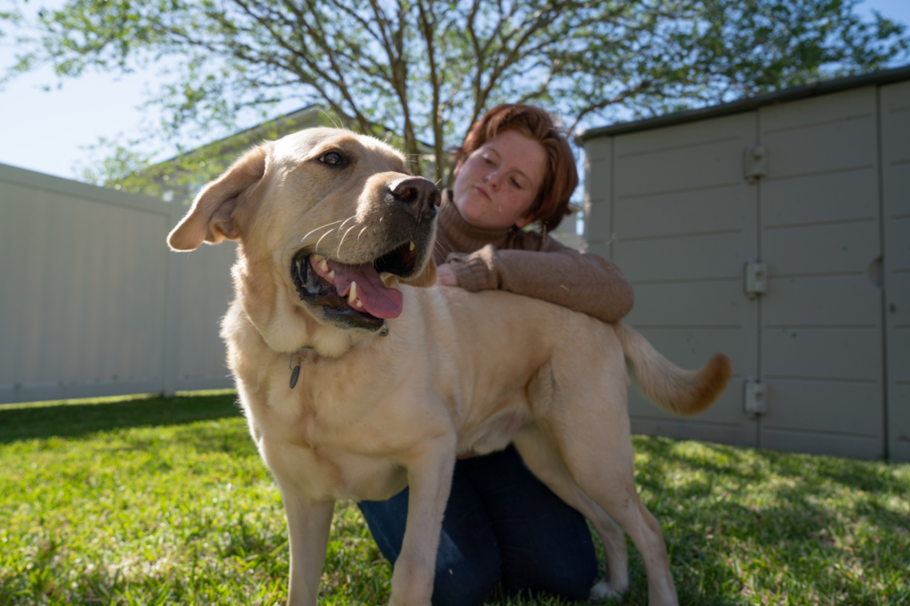 A yellow Labrador standing outside in the grass with a crowched down female.