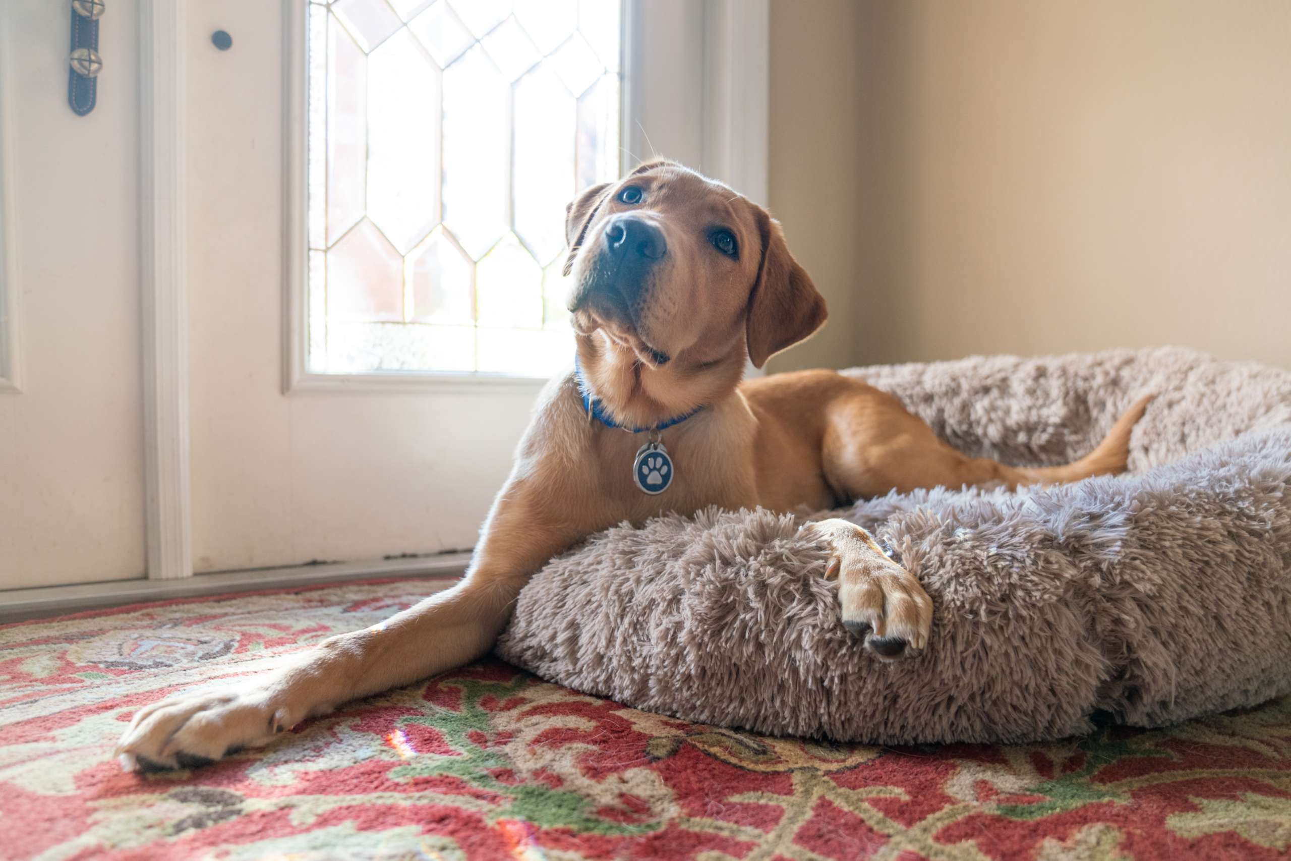 A yellow Labrador laying in a dog bed in a home.