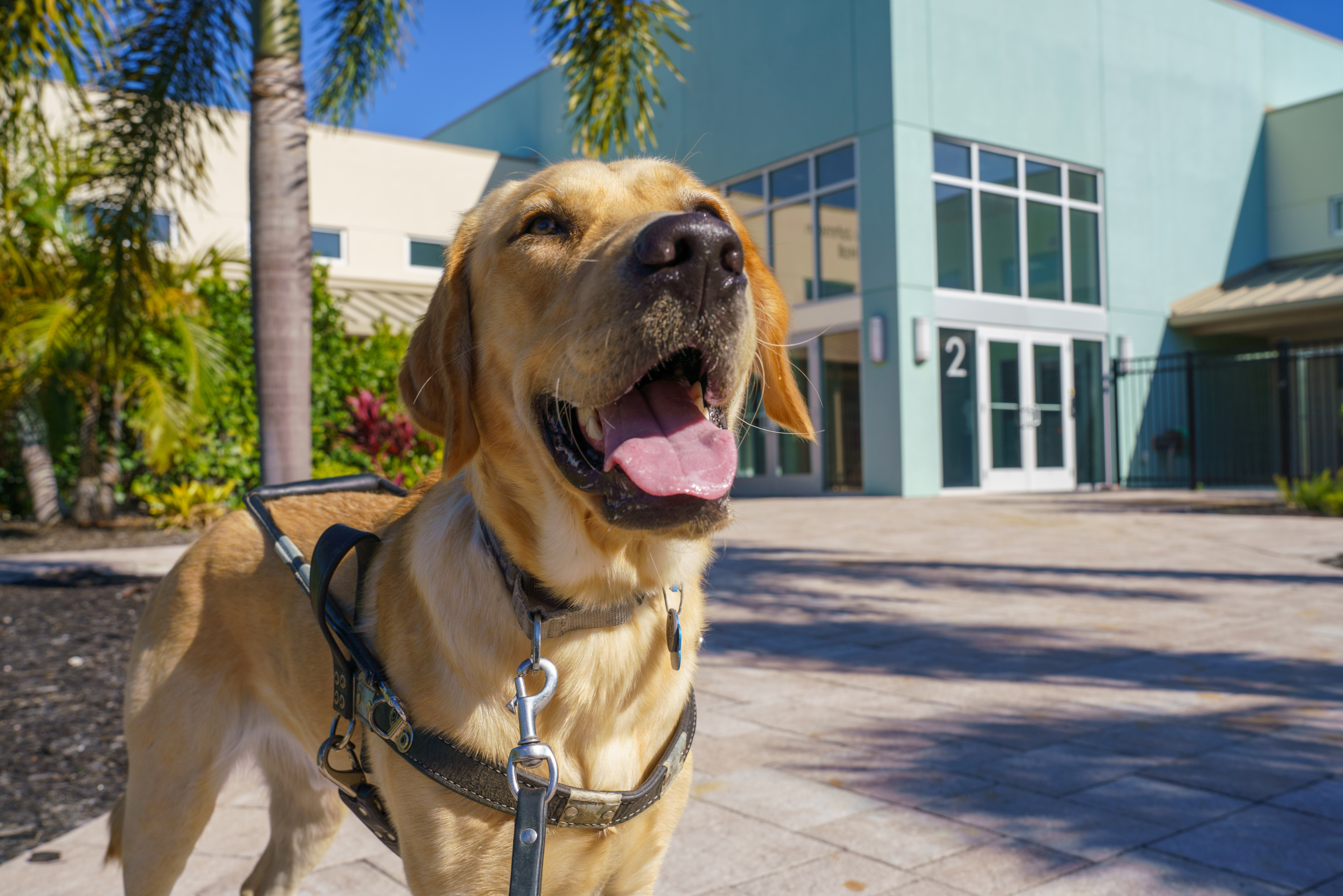 A yellow Labrador standing outside a Southeastern Guide Dogs building.