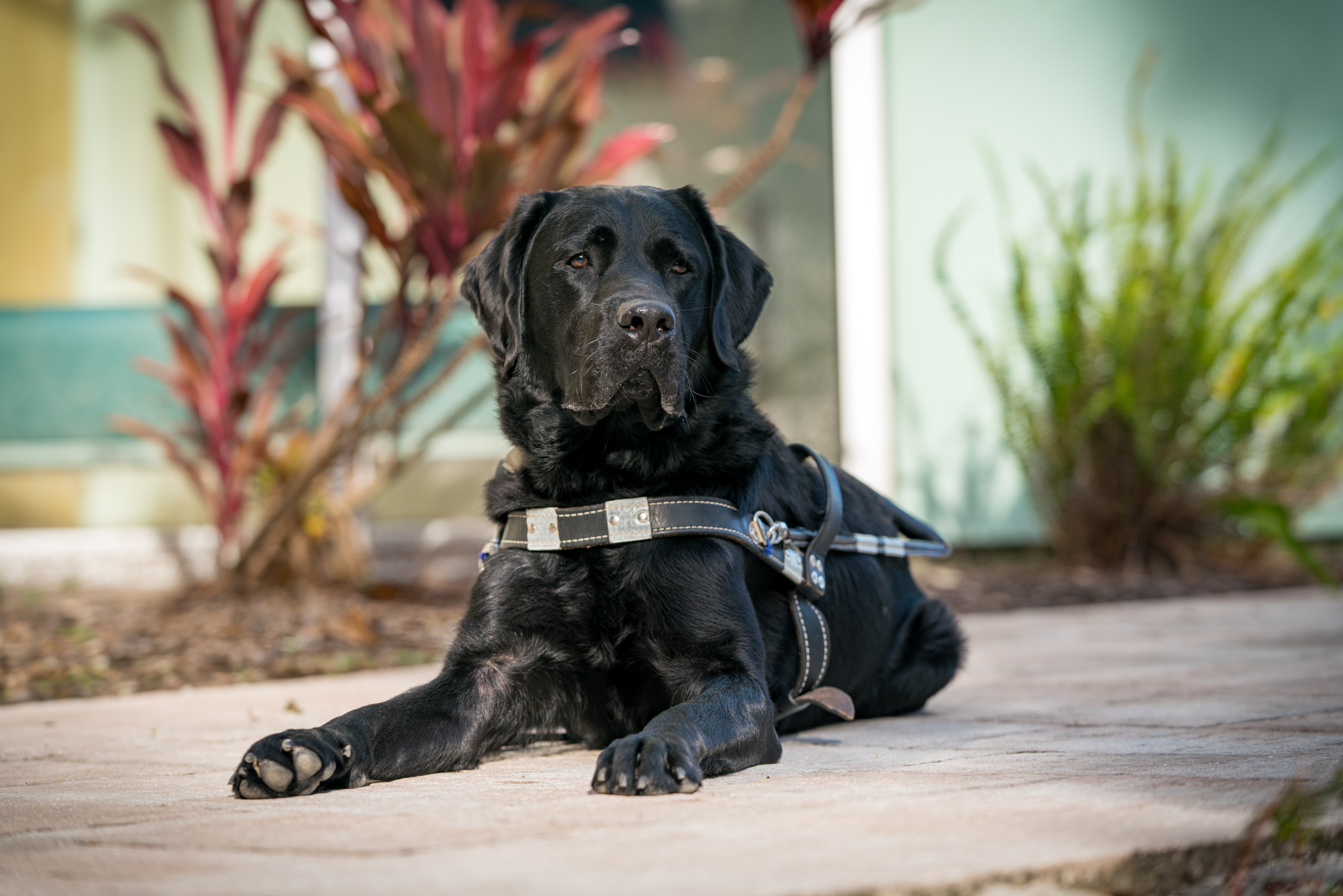 A black Labrador laying outside a Southeastern Guide Dogs building.