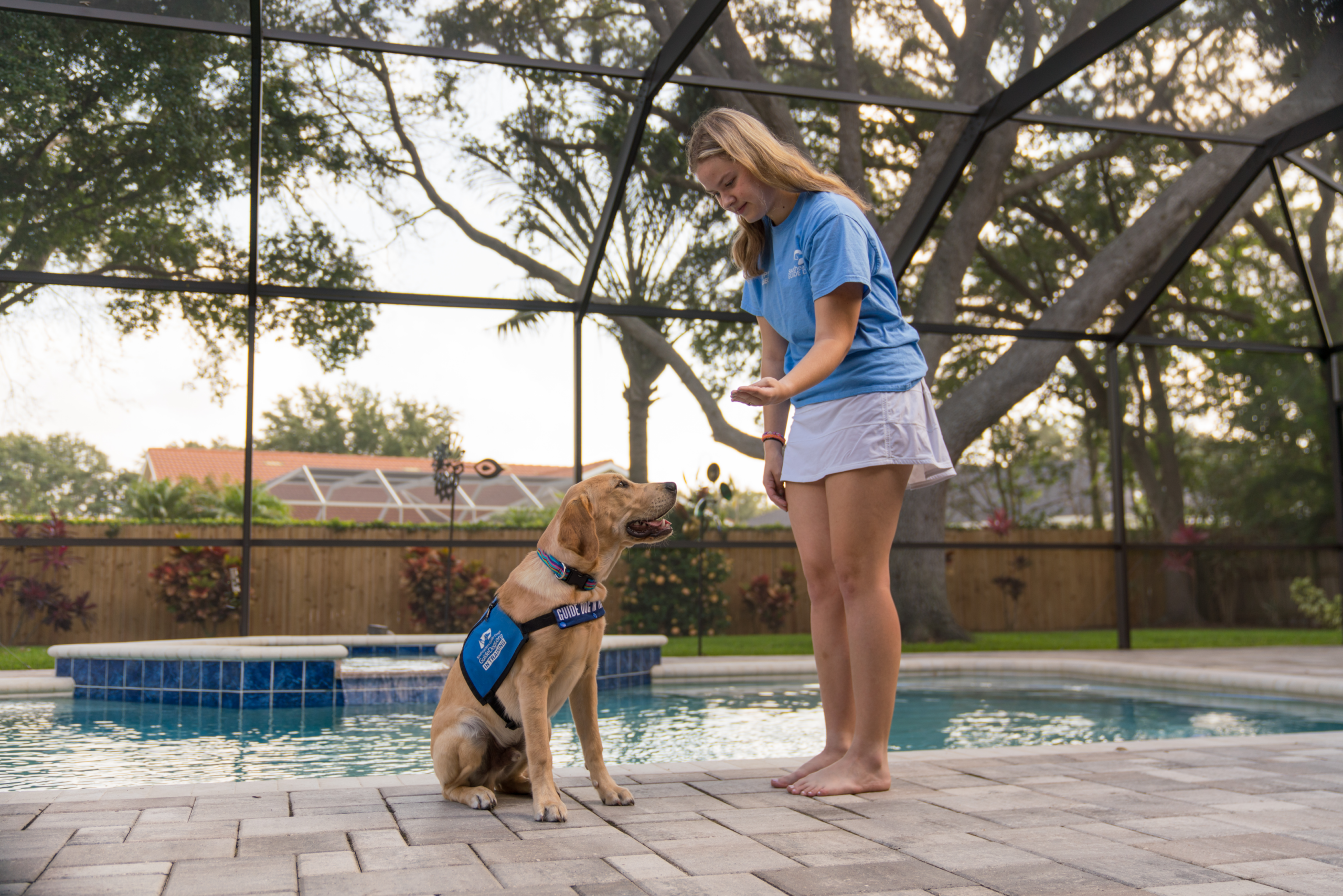 A yellow Labrador sitting in front of their puppy raiser giving the sit cue.