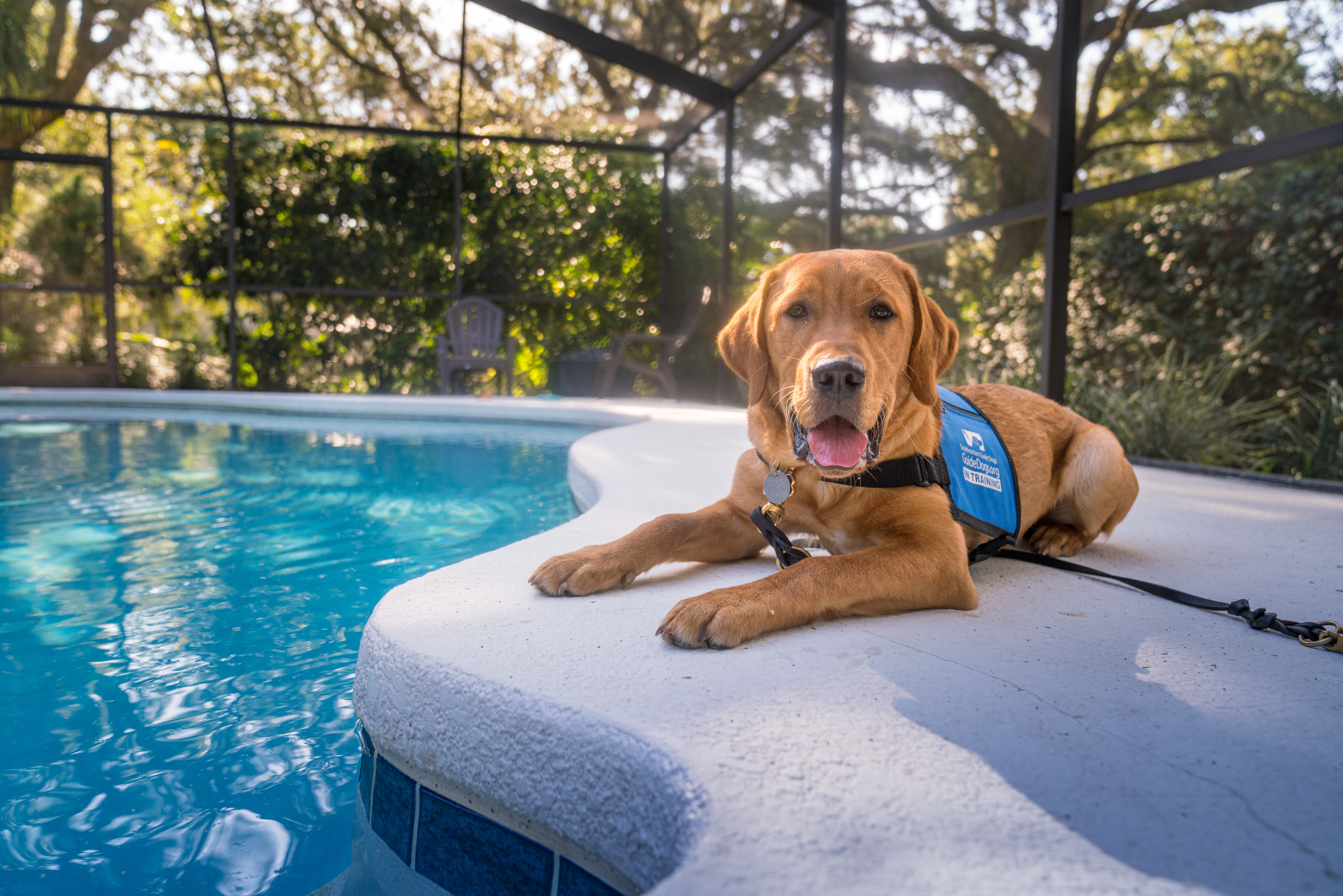A yellow Labrador laying outside next to a pool.
