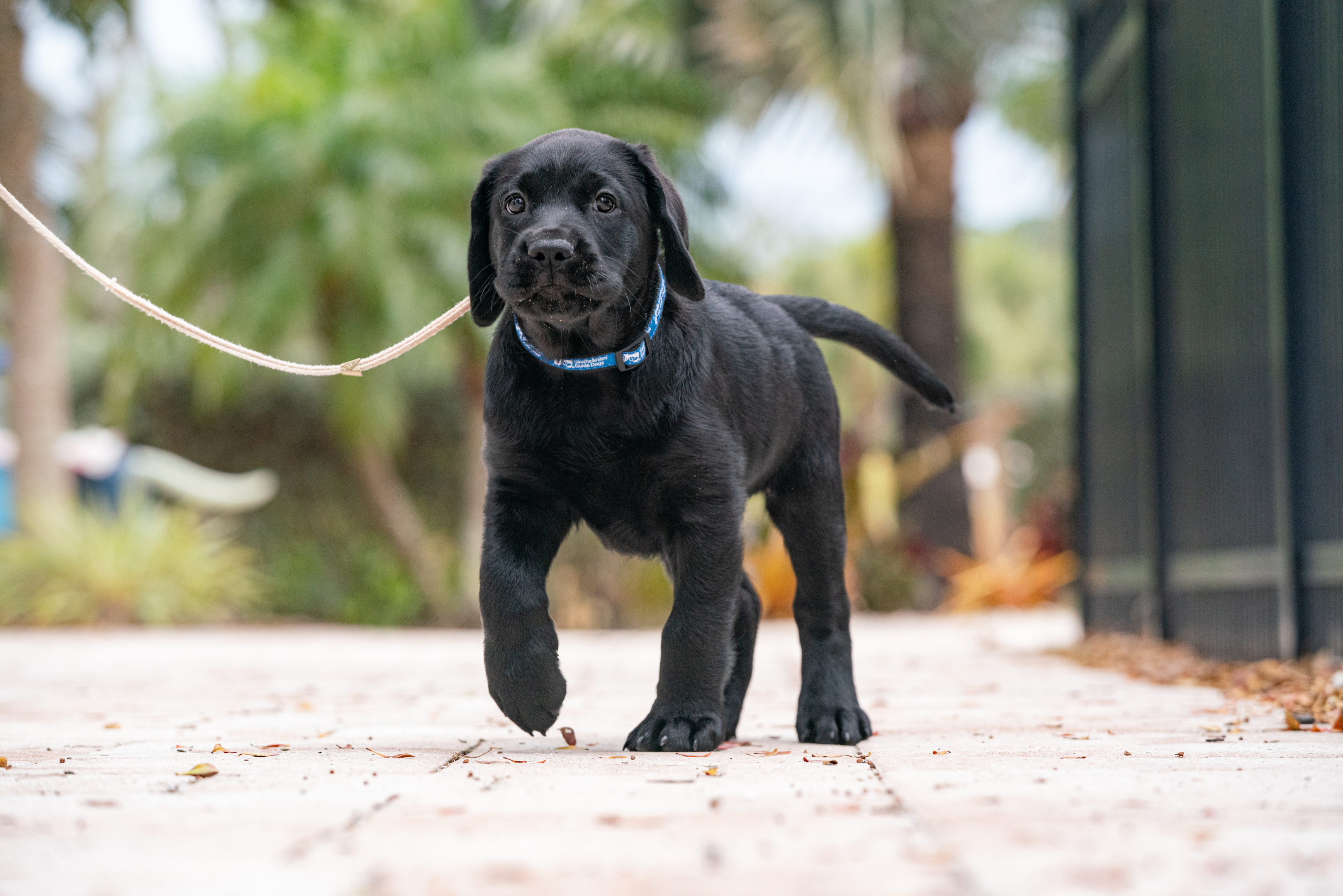 A black Labrador puppy walking outside on the sidewalk.
