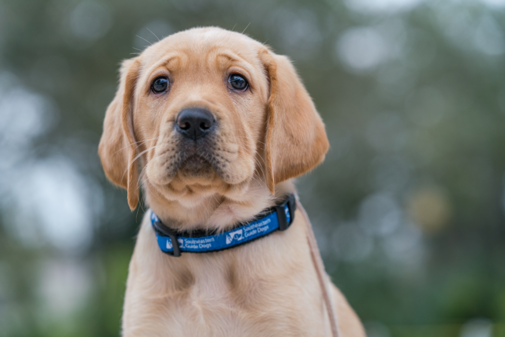 A yellow Labrador puppy sitting outside with a Southeastern Guide Dogs collar on the puppy's neck.