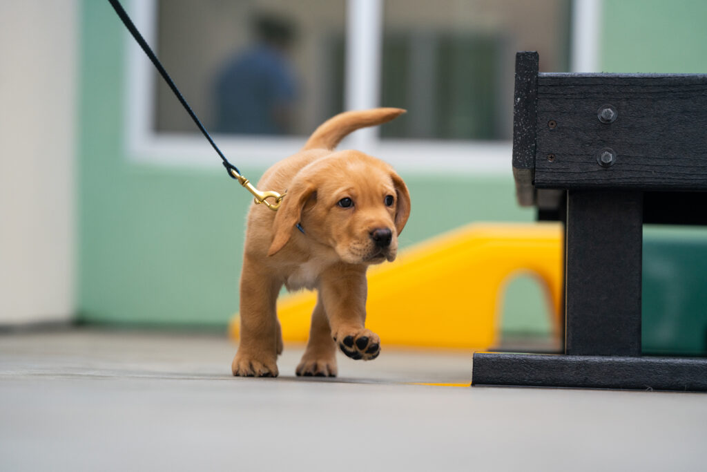 A yellow Labrador puppy walks toward the camera.