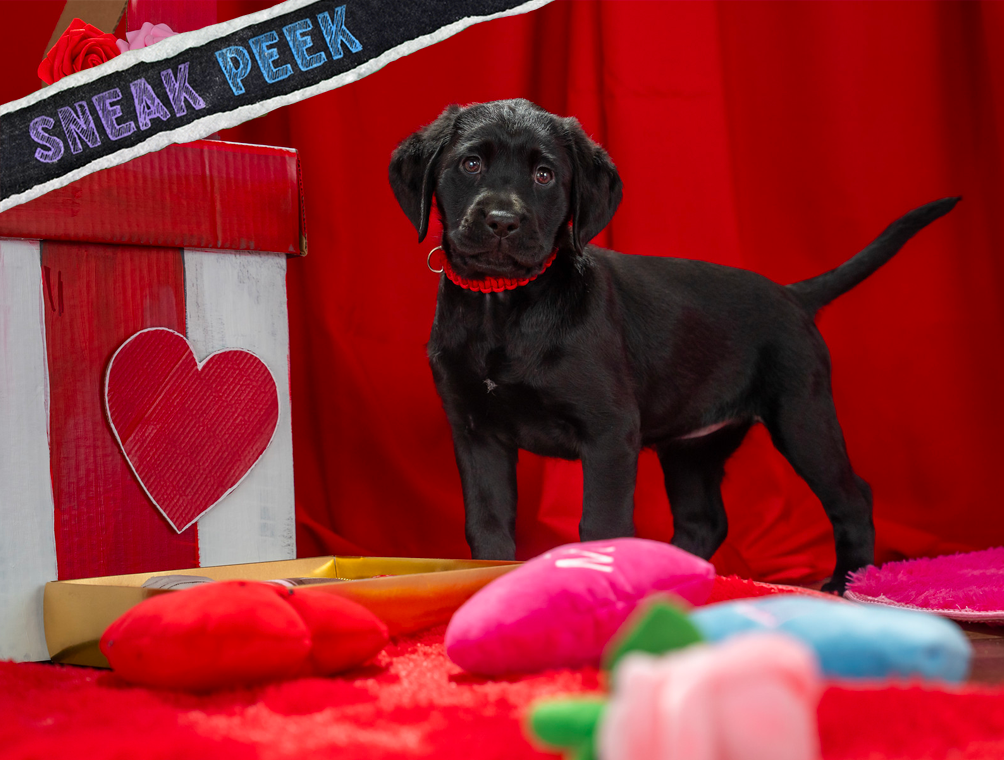 A black Labrador puppy stands next to a kissing booth and a "Sneak Peek" banner is on the top left.