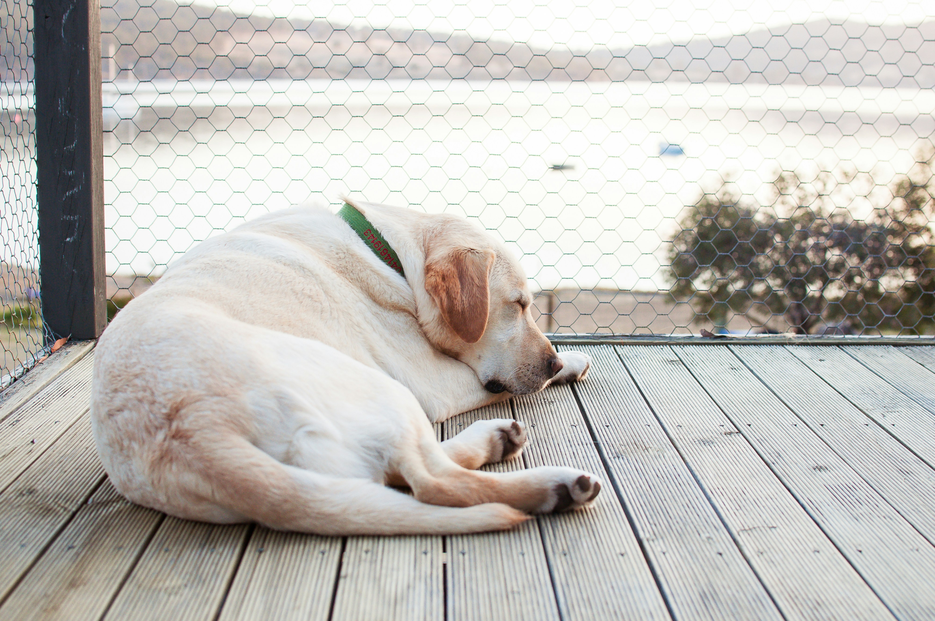 A yellow Labrador lays on a sundeck.