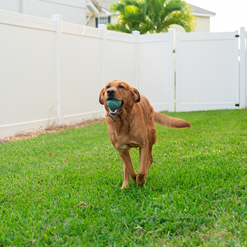 A golden Labrador runs with a tennis ball in his mouth.