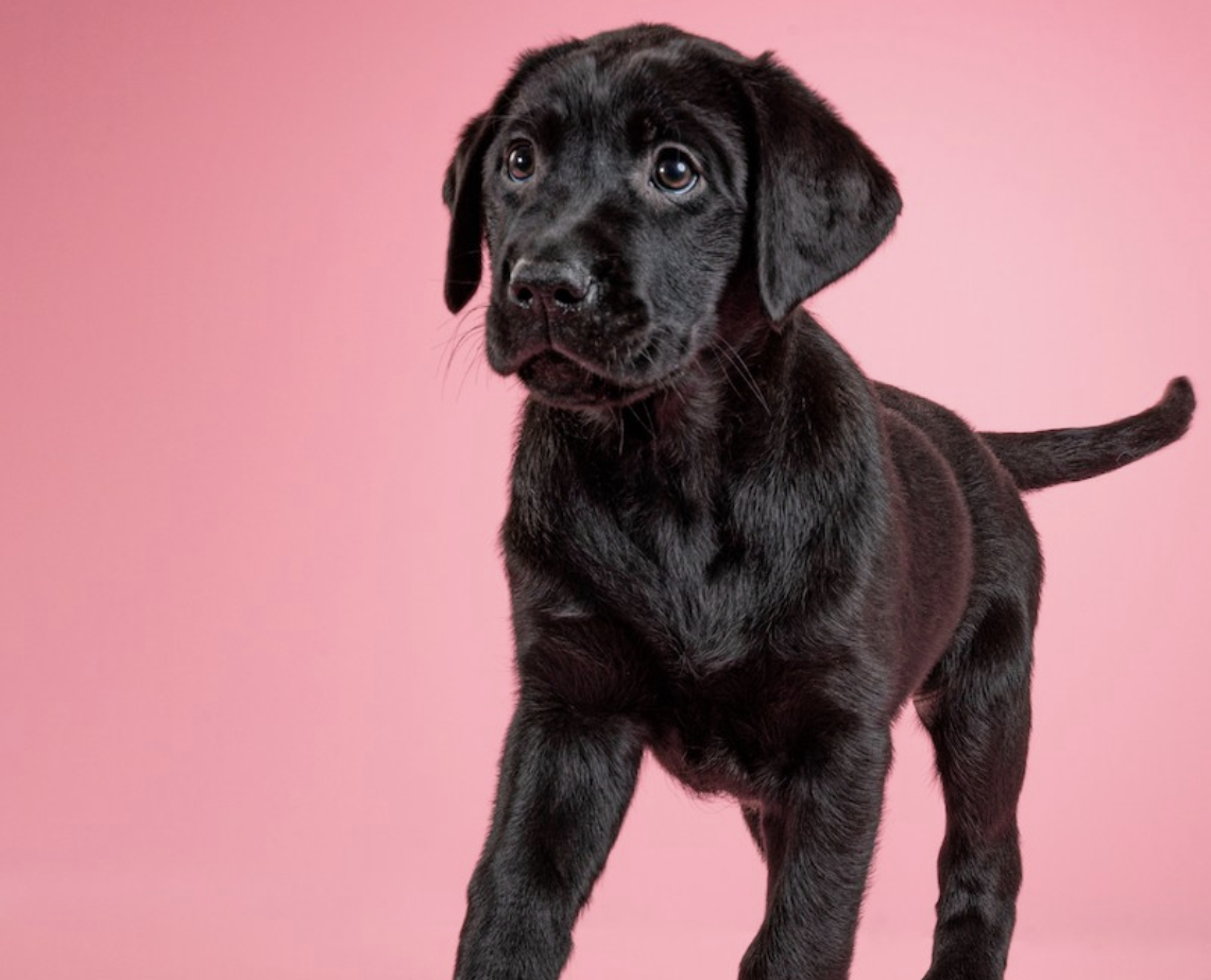 A black Labrador puppy stands in front of a pink backdrop.