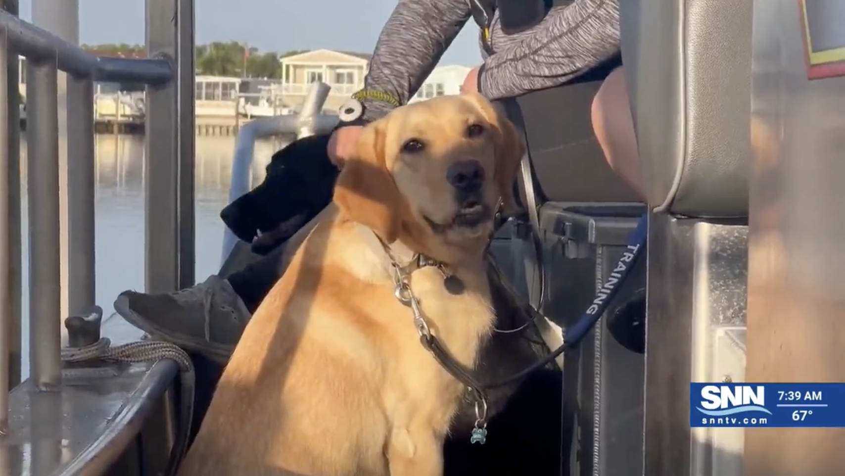 A yellow Labrador in training sits on a boat and looks sideways at the camera.