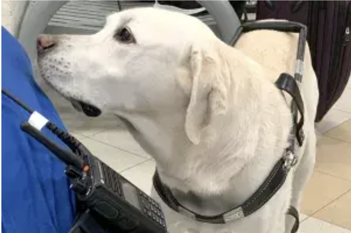 A yellow Labrador stands and sniffs in guide dog harness.