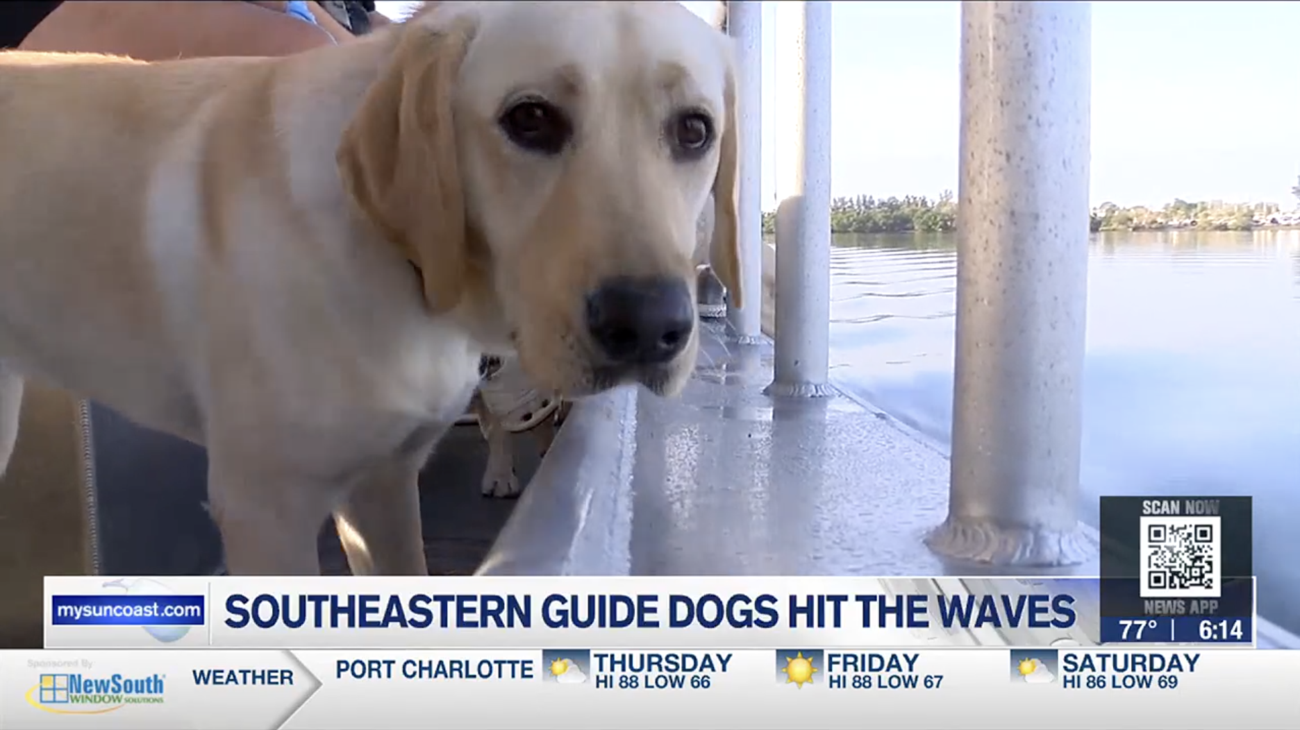 A yellow Labrador stands near the edge of the boat and looks at the camera.