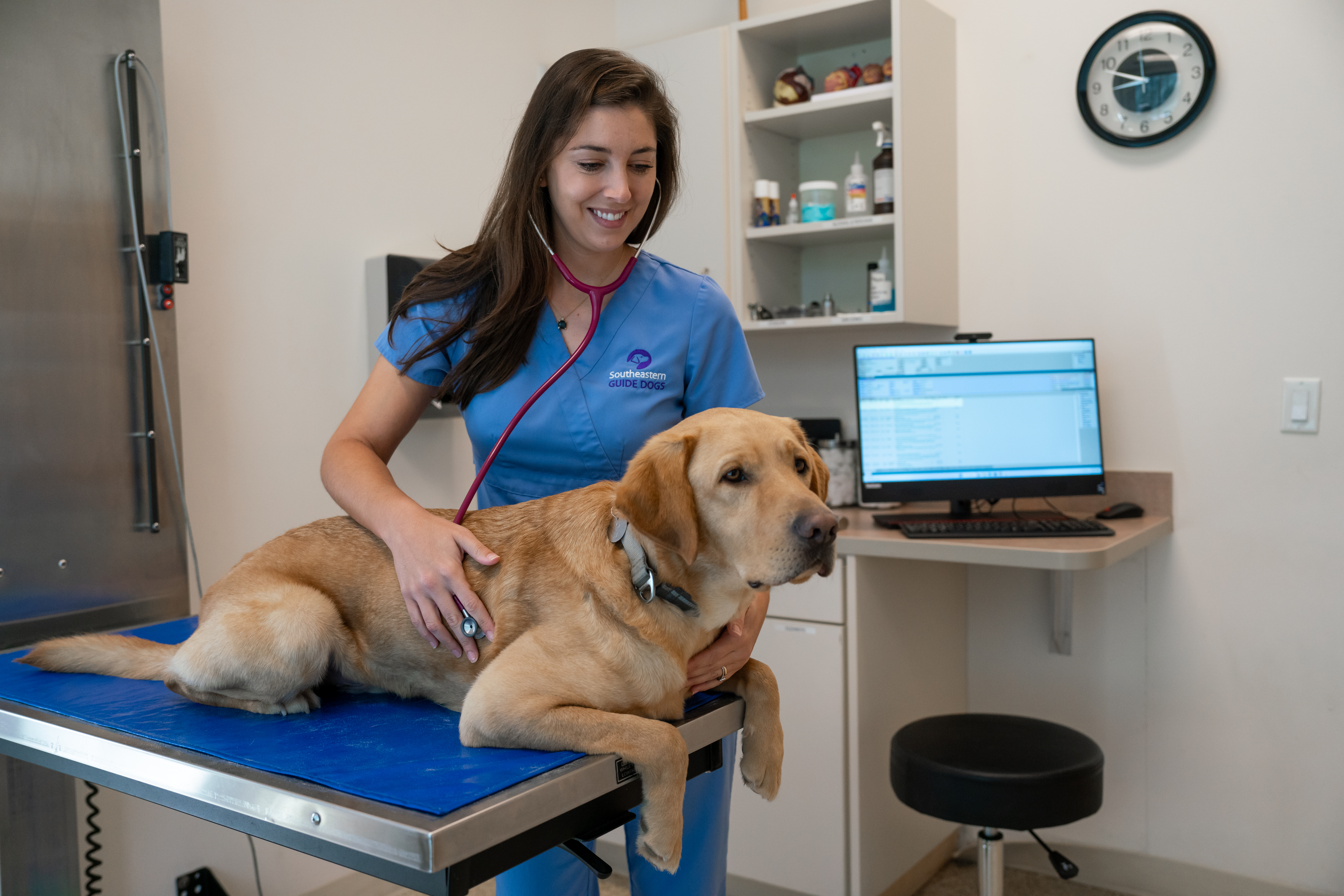 A yellow Labrador sits while a female vet listens to her heart beat.