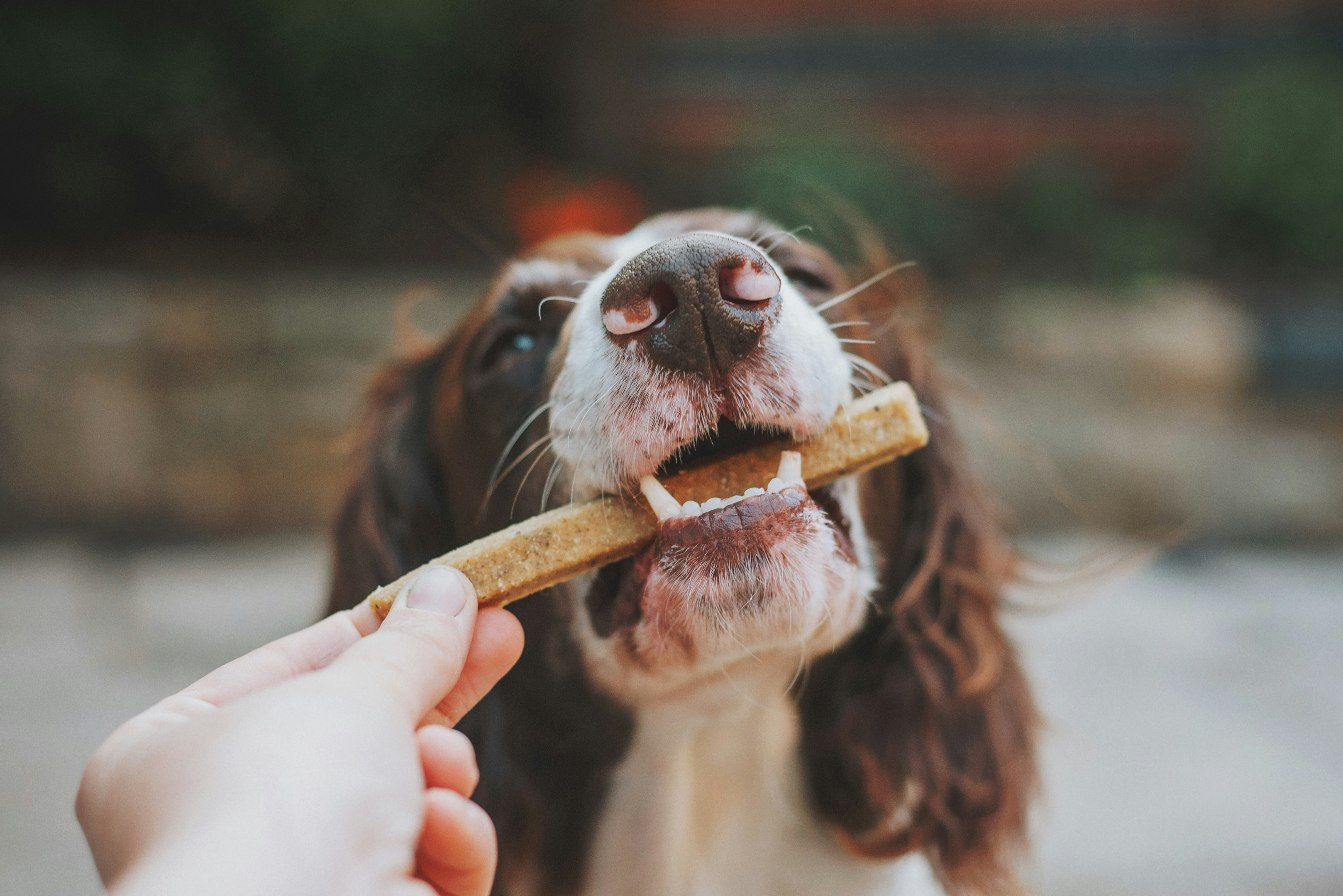 A Cocker Spaniel takes a dog treat from their owner.