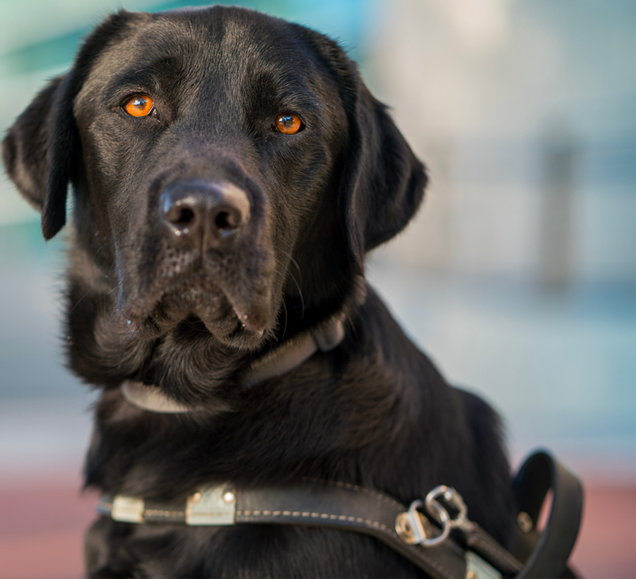 A black lab in a guide dog harness sits against a blue and pink background